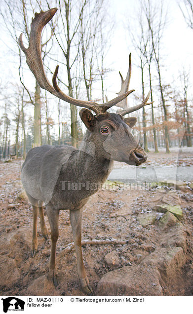 Damhirsch / fallow deer / MAZ-01118