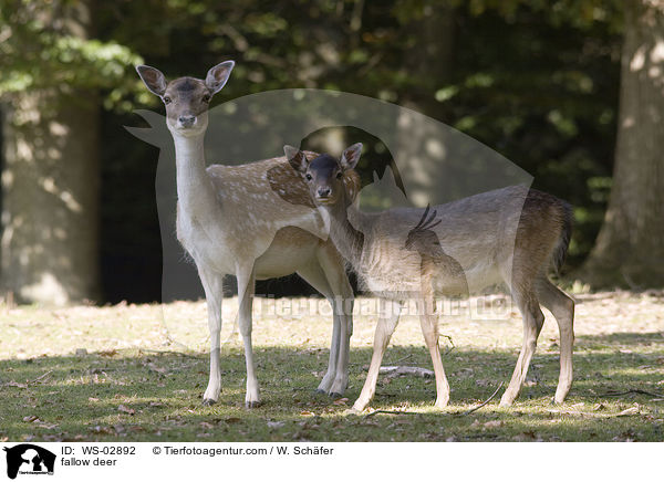 Damwild / fallow deer / WS-02892