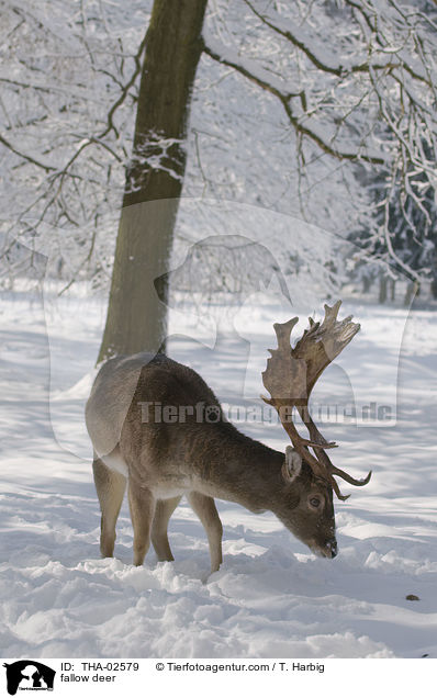 Damwild / fallow deer / THA-02579