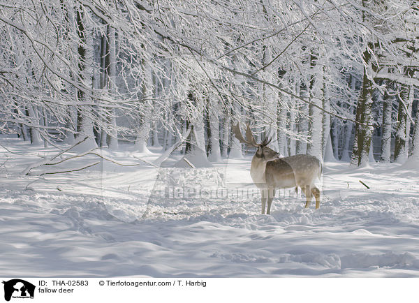 Damwild / fallow deer / THA-02583