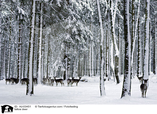 Damhirschherde / fallow deer / HJ-03451