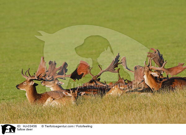 Damhirschherde / fallow deer / HJ-03456