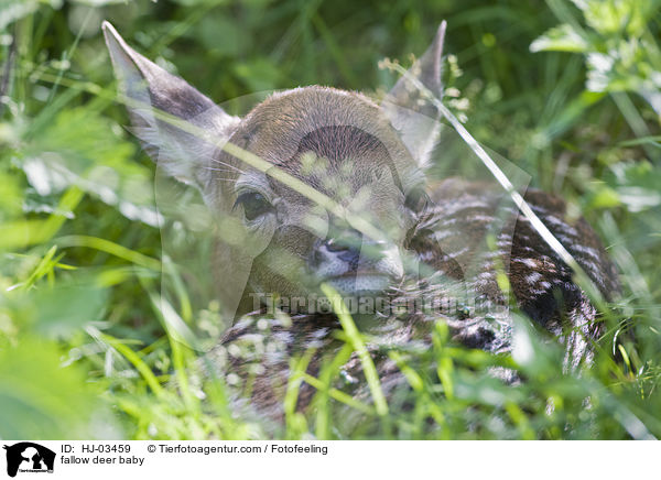 Damhirschbaby / fallow deer baby / HJ-03459