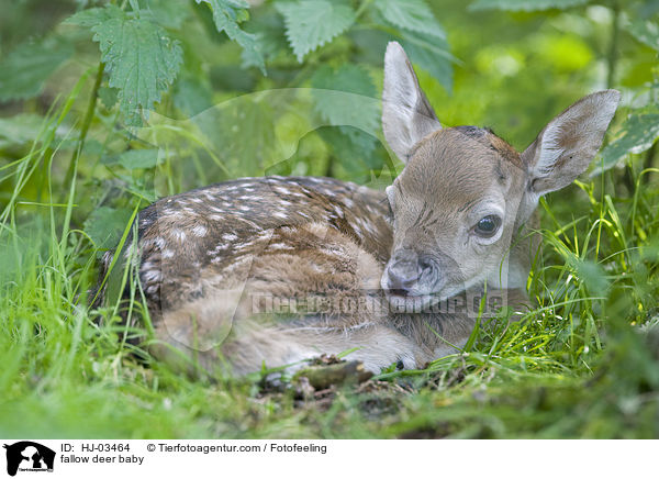 Damhirschbaby / fallow deer baby / HJ-03464
