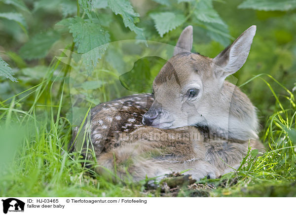 fallow deer baby / HJ-03465