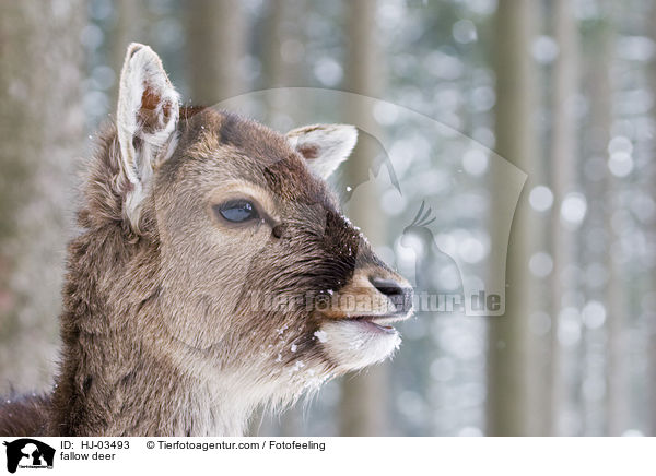 Damwild / fallow deer / HJ-03493
