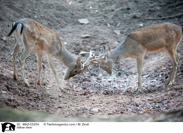 Damwild / fallow deer / MAZ-03254