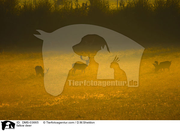 Damwild / fallow deer / DMS-03665