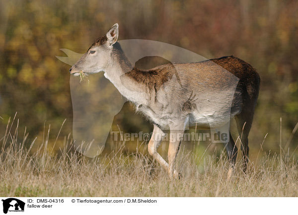 Damwild / fallow deer / DMS-04316