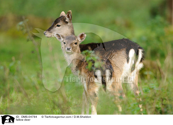 fallow deer / DMS-04784