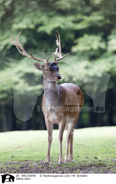 Damwild / fallow deer / WS-03949