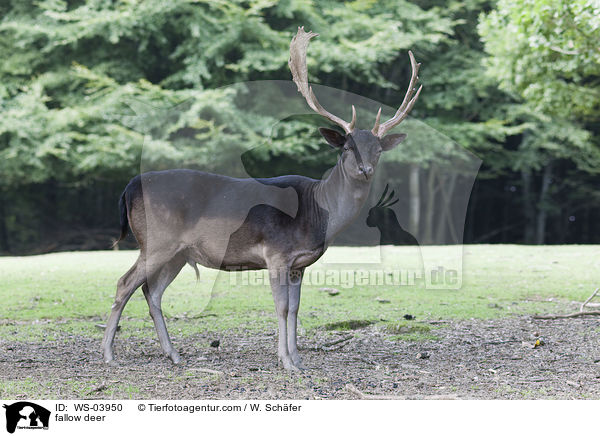 Damwild / fallow deer / WS-03950