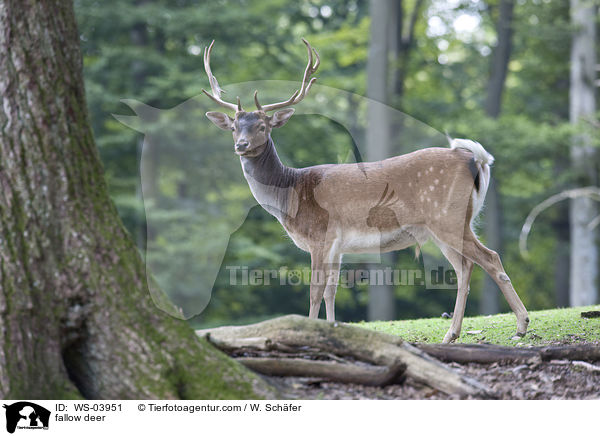 Damwild / fallow deer / WS-03951