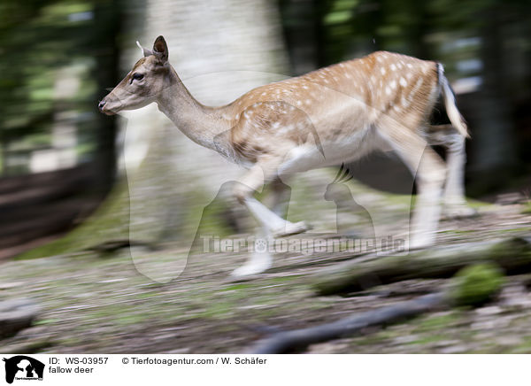Damwild / fallow deer / WS-03957