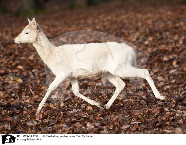 junges Damwild / young fallow deer / WS-04130