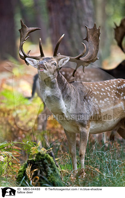 Damwild / fallow deer / MBS-04488