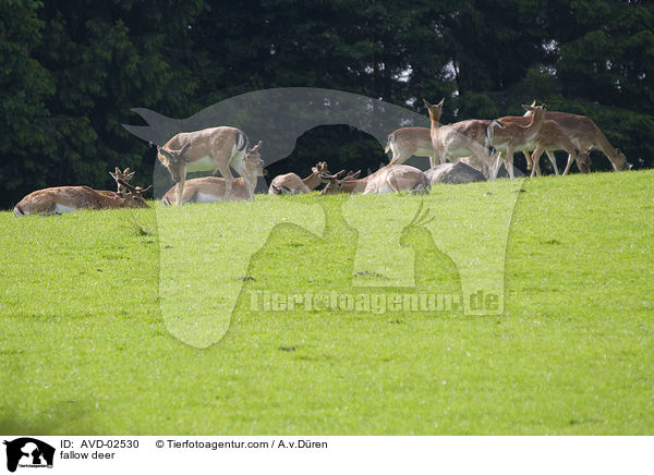 fallow deer / AVD-02530