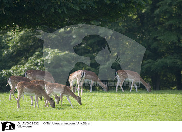 Damwild / fallow deer / AVD-02532