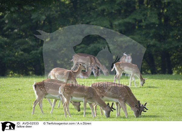 Damwild / fallow deer / AVD-02533