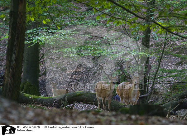 Damwild / fallow deer / AVD-02676