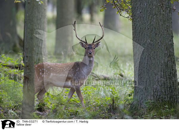 Damwild / fallow deer / THA-03271