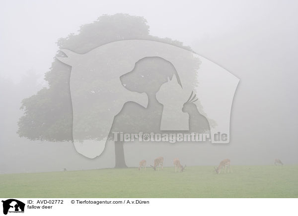 Damwild / fallow deer / AVD-02772