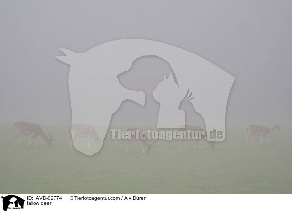Damwild / fallow deer / AVD-02774