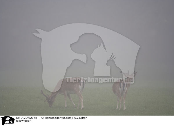 Damwild / fallow deer / AVD-02775