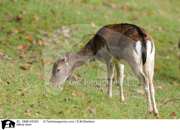 fallow deer / DMS-05393