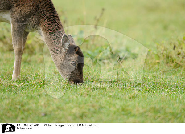 Damwild / fallow deer / DMS-05402