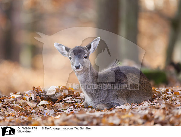 fallow deer / WS-04779