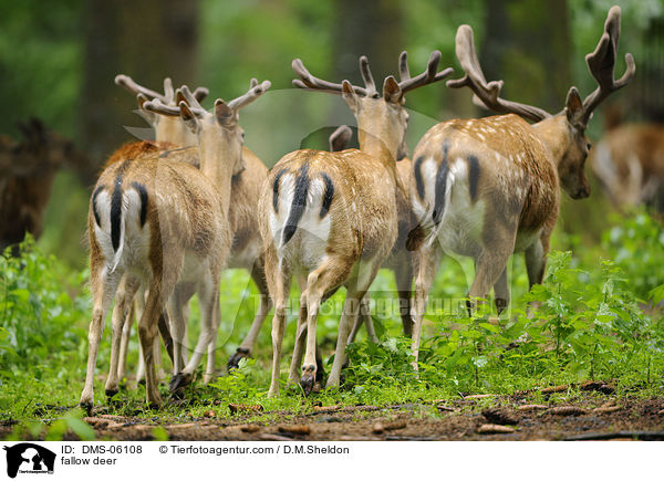 Damwild / fallow deer / DMS-06108