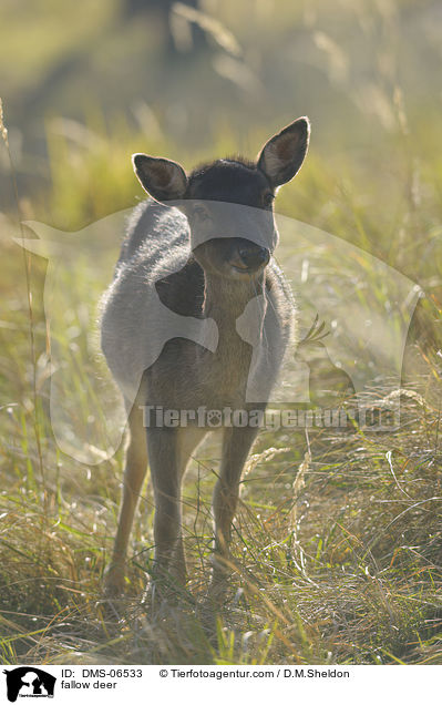 Damhirsch / fallow deer / DMS-06533