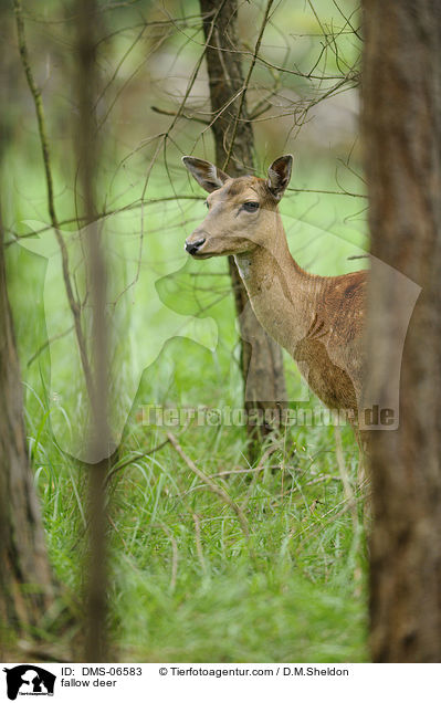 fallow deer / DMS-06583