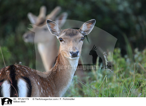 Damwild / fallow deer / FF-02179