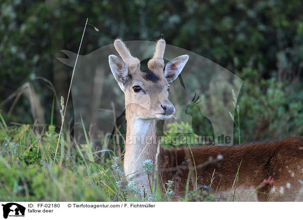 Damwild / fallow deer / FF-02180