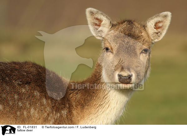 fallow deer / FL-01831
