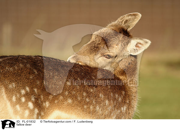 Damwild / fallow deer / FL-01832
