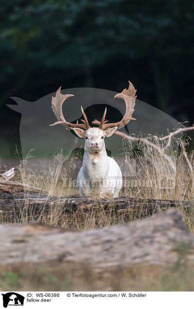 Damwild / fallow deer / WS-06386
