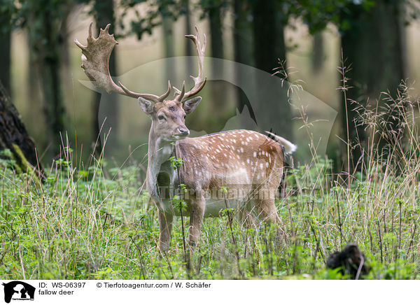Damwild / fallow deer / WS-06397