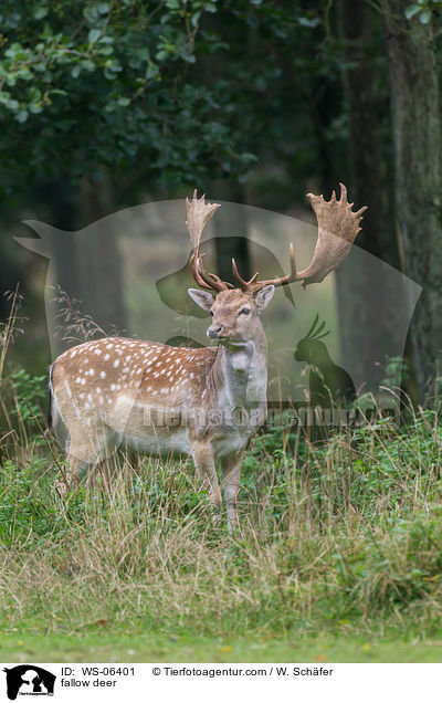 Damwild / fallow deer / WS-06401