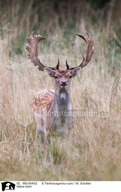 Damwild / fallow deer / WS-06402