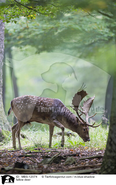 Damwild / fallow deer / MBS-12074