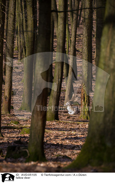 Damwild / fallow deer / AVD-05105