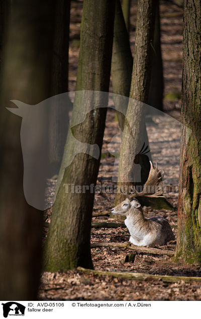 Damwild / fallow deer / AVD-05106