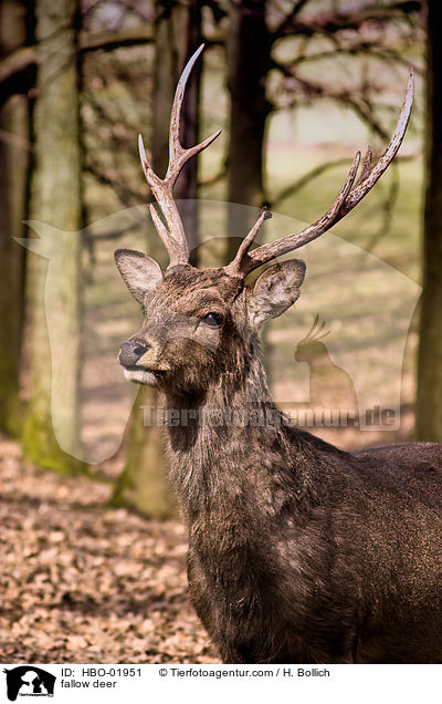 Damwild / fallow deer / HBO-01951