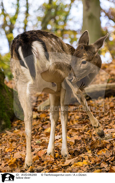 Damwild / fallow deer / AVD-06289
