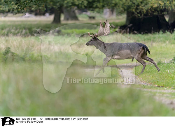 rennendes Damwild / running Fallow Deer / WS-08548