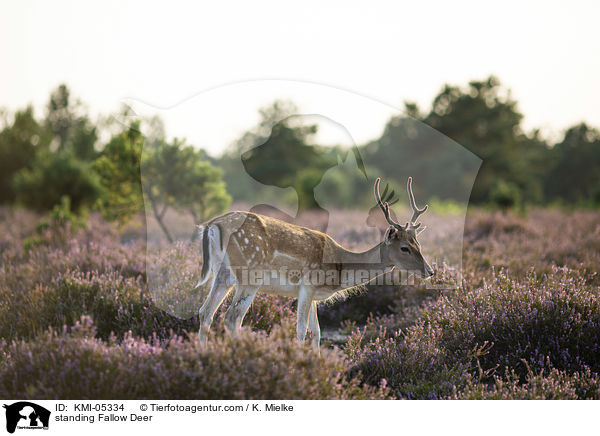 stehendes Damwild / standing Fallow Deer / KMI-05334