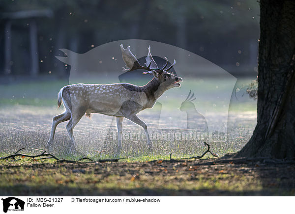 Damwild / Fallow Deer / MBS-21327